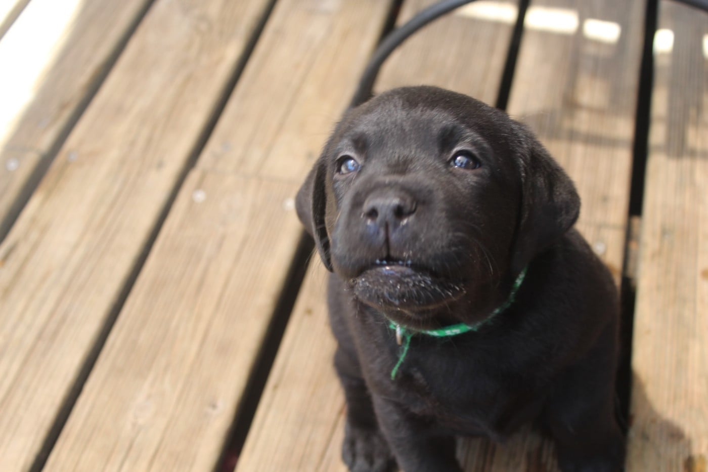 CHIOT 5