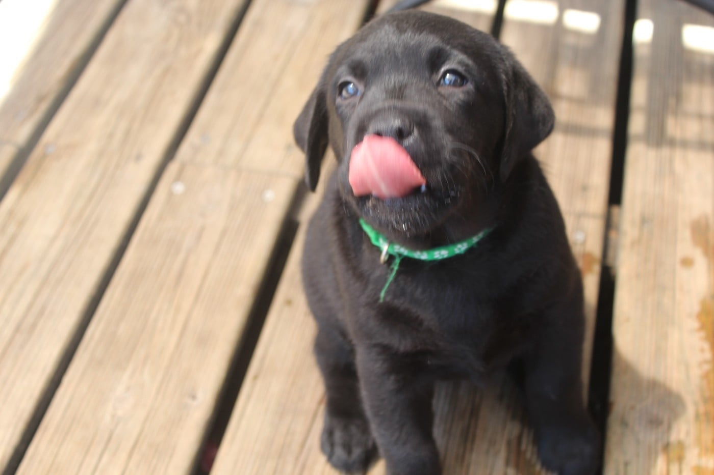 CHIOT 5