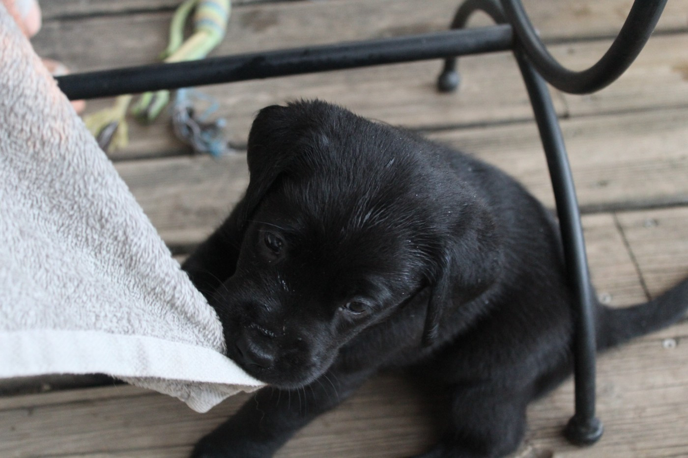 CHIOT 5