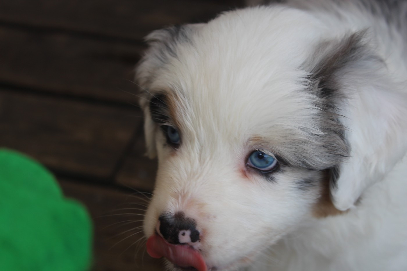 Chiot N°6