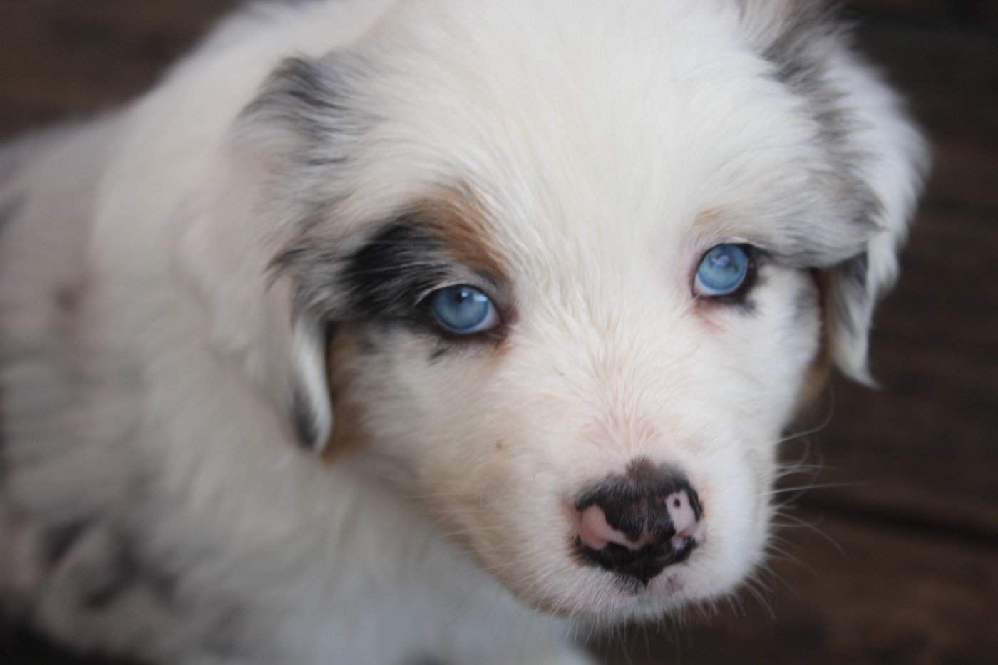 Chiot N°6