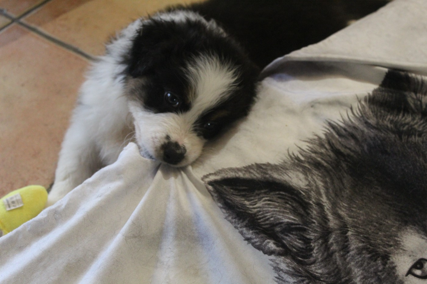 Chiot N°3