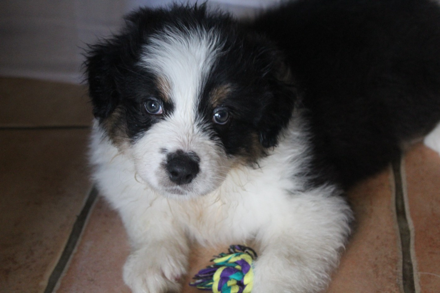 Chiot N°3