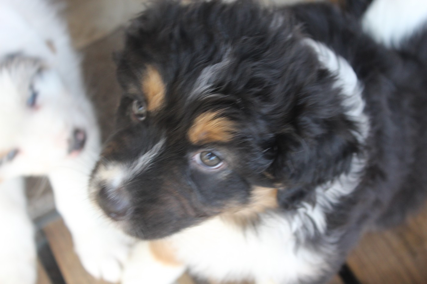 Chiot N°1