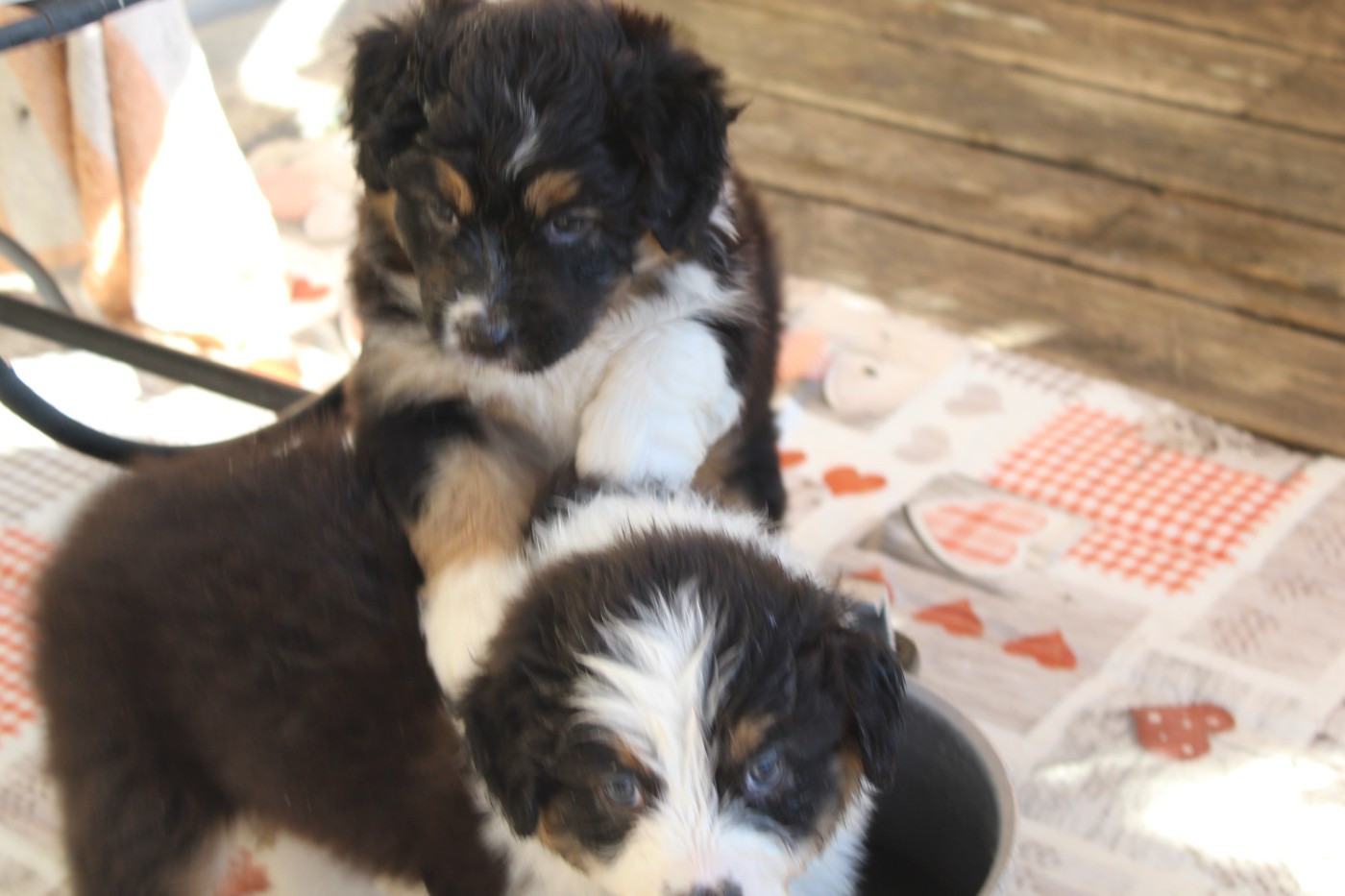 Chiot N°1