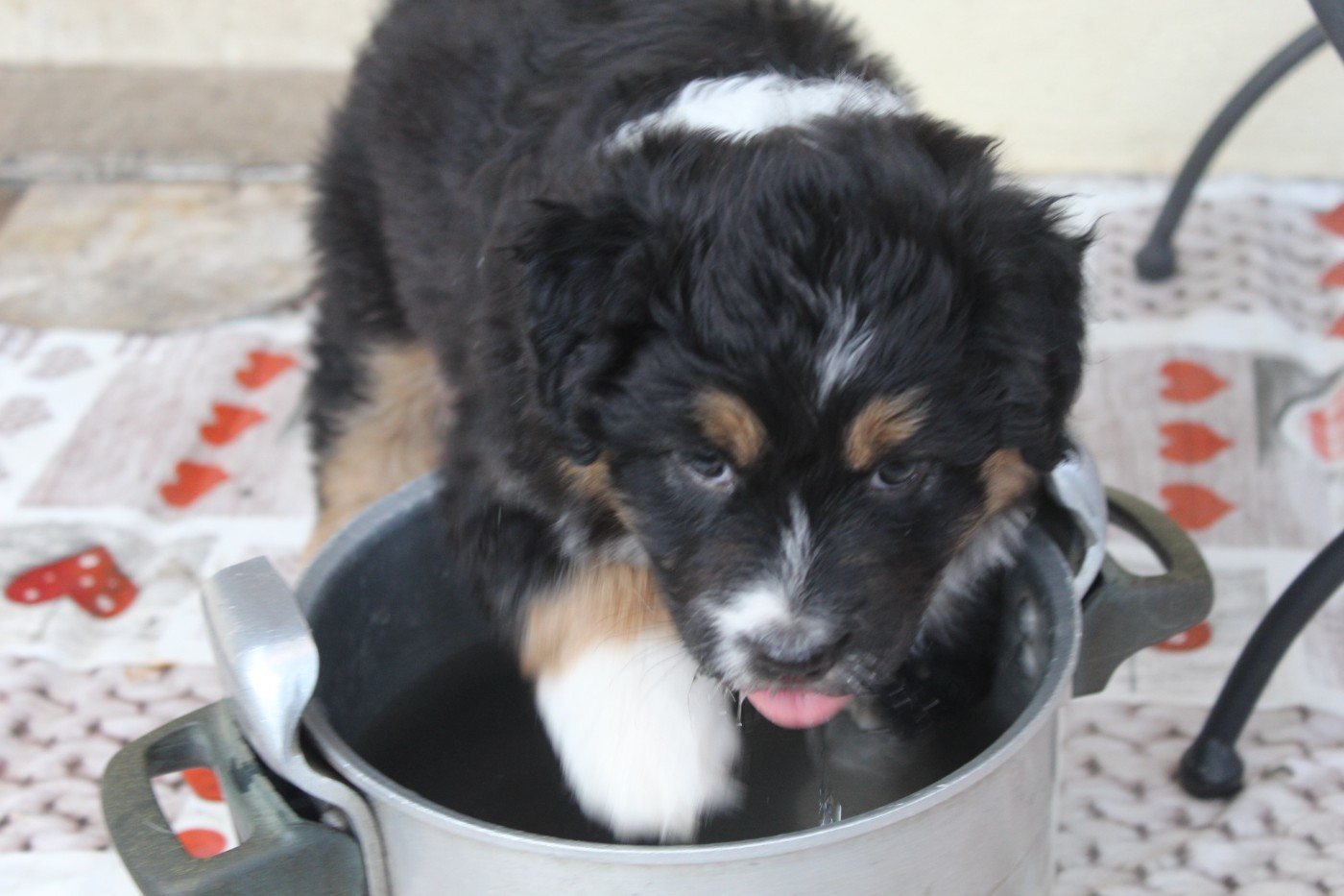 Chiot N°1