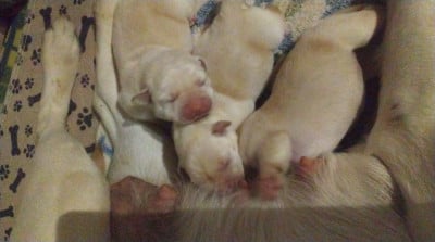 Les chiots de Labrador Retriever