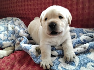 Les chiots de Labrador Retriever