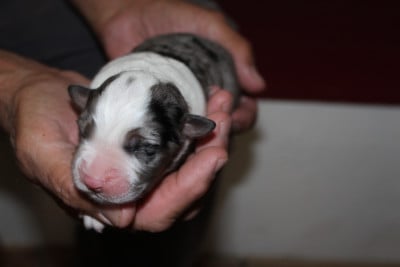 Les chiots de Berger Australien