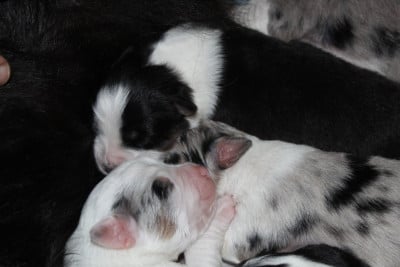 Les chiots de Berger Australien