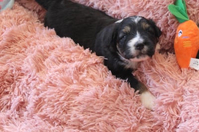 Les chiots de Berger Australien