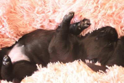 Les chiots de Labrador Retriever
