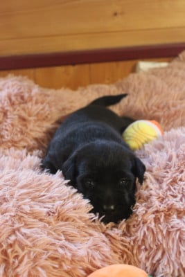 Les chiots de Labrador Retriever