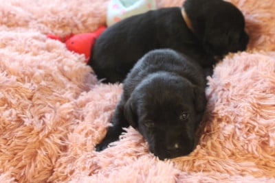 Les chiots de Labrador Retriever