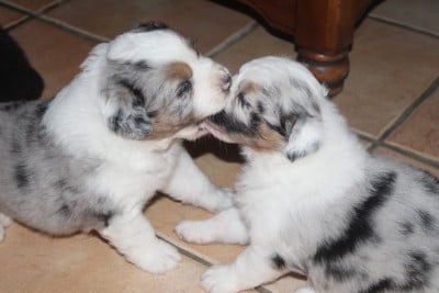 Les chiots de Berger Australien