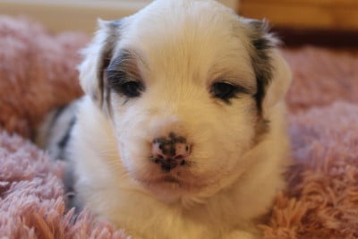 Les chiots de Berger Australien