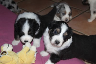 Les chiots de Berger Australien