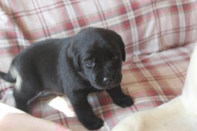 Les chiots de Labrador Retriever