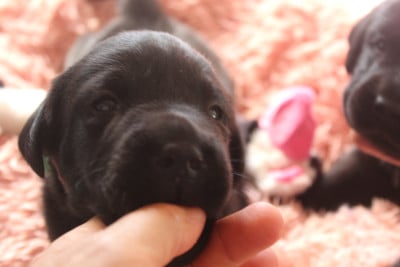 Les chiots de Labrador Retriever