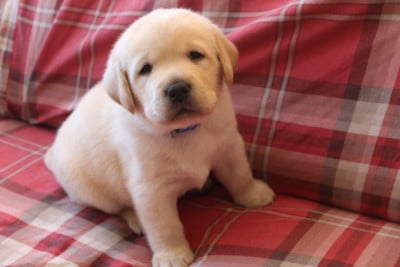 Les chiots de Labrador Retriever