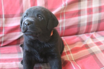 Les chiots de Labrador Retriever