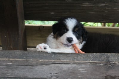 Les chiots de Berger Australien