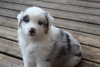 Les chiots de Berger Australien