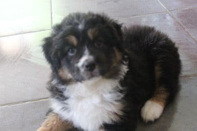 Les chiots de Berger Australien