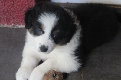 Les chiots de Berger Australien