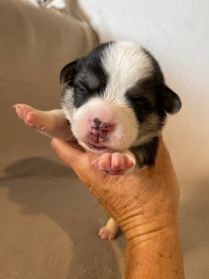 Welsh Corgi Pembroke