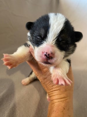 Collier blanc - Welsh Corgi Pembroke