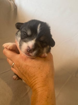 Collier marron - Welsh Corgi Pembroke