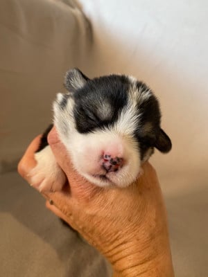 Collier rose - Welsh Corgi Pembroke