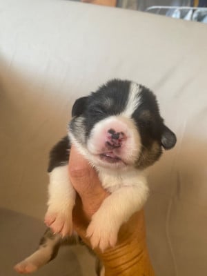 Collier bleu - Welsh Corgi Pembroke