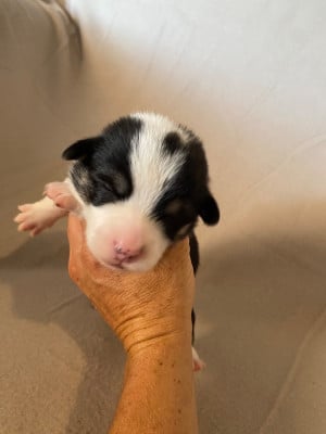 Collier gris - Welsh Corgi Pembroke