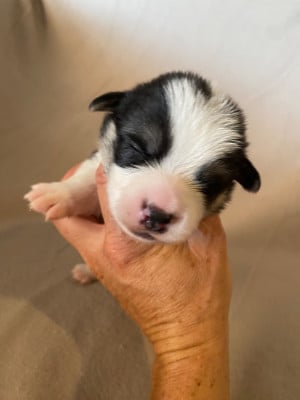 Collier jaune - Welsh Corgi Pembroke
