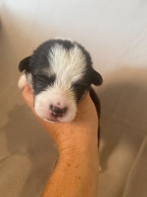 Collier violet - Welsh Corgi Pembroke