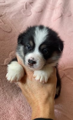 Les chiots de Welsh Corgi Pembroke