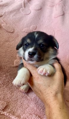 Les chiots de Welsh Corgi Pembroke