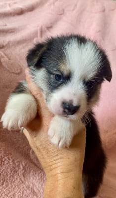 Les chiots de Welsh Corgi Pembroke