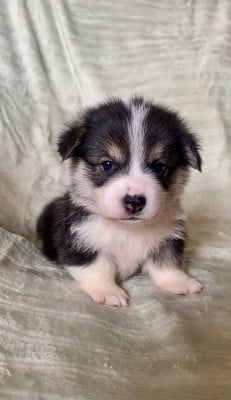Les chiots de Welsh Corgi Pembroke