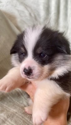 Les chiots de Welsh Corgi Pembroke