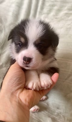 Les chiots de Welsh Corgi Pembroke