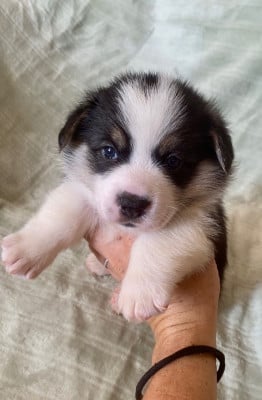 Les chiots de Welsh Corgi Pembroke