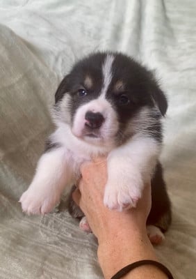 Les chiots de Welsh Corgi Pembroke