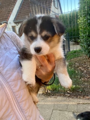 Les chiots de Welsh Corgi Pembroke