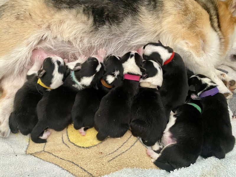 Welsh Corgi Pembroke - Du Royaume D?Undy