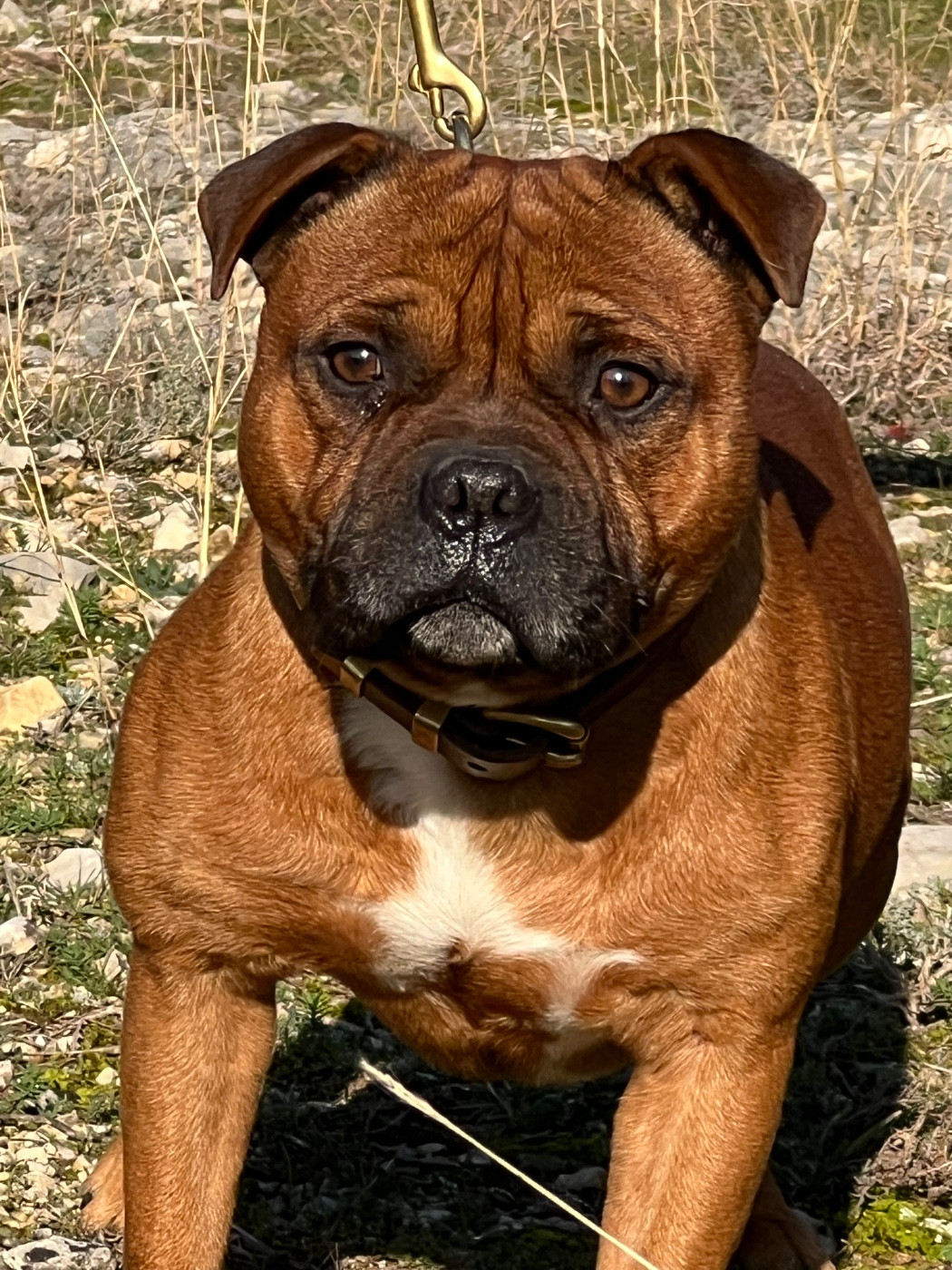 Publication : Des Diamants De Larose Noir