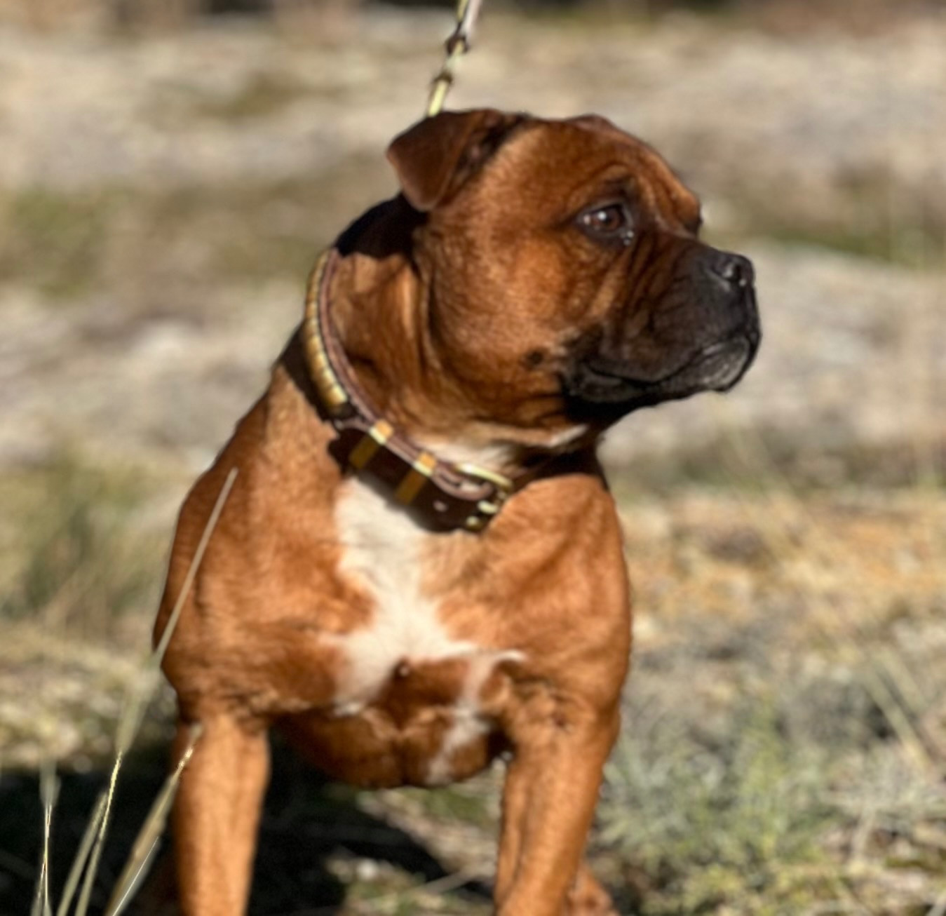 Publication : Des Diamants De Larose Noir