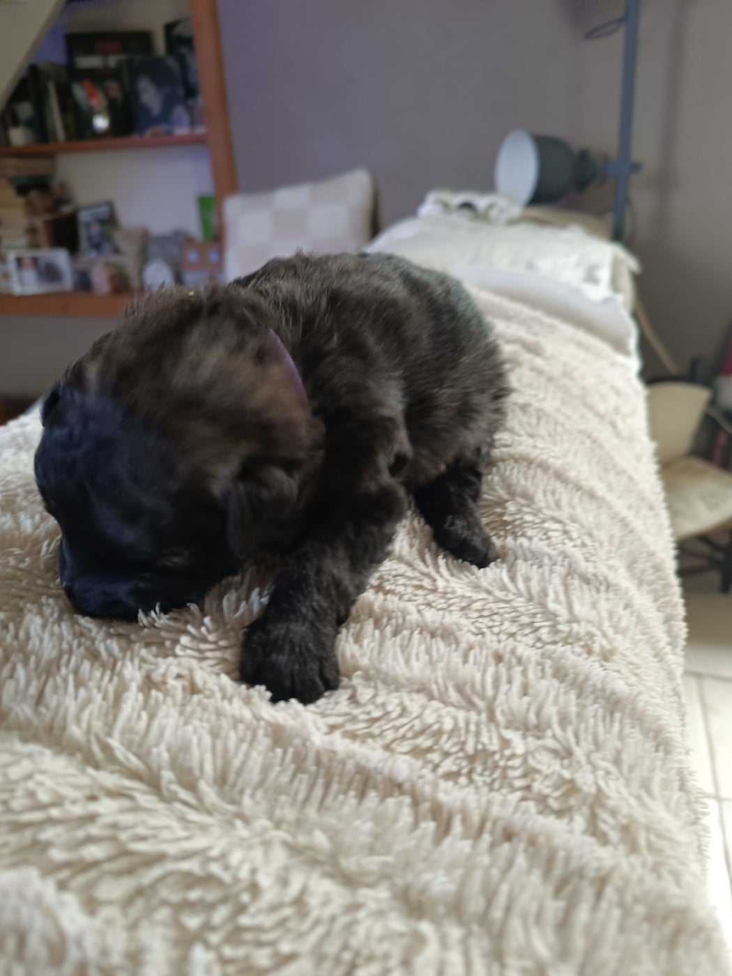 CHIOT 3 - Bouvier des Flandres